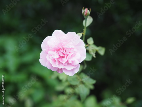 pink rose flower arrangement Beautiful bouquet on blurred of nature background symbol love Valentine Day beautiful in nature