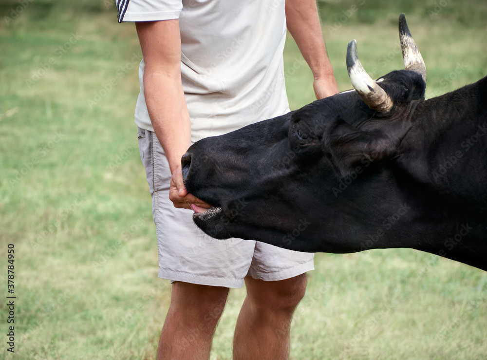 Male hand touch cow on the farm.