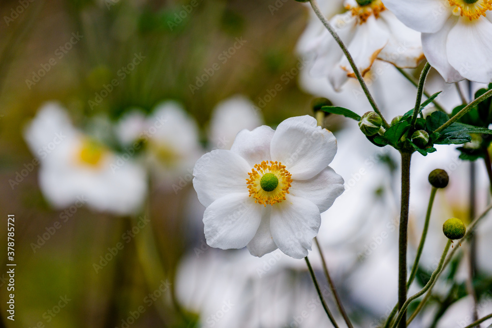 close up of Japanese anemone with blurred background close up of Japanese anemone with blurred background