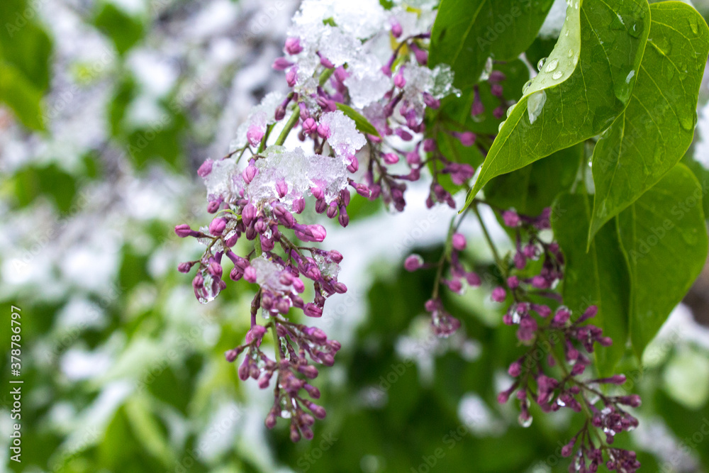 Lilac blossoms covered in snow. snowed in flowers in spring in may. Green leaves in the snow. tree branch covered with frost and snow. Snow has fallen sharply in the spring. sudden climate change