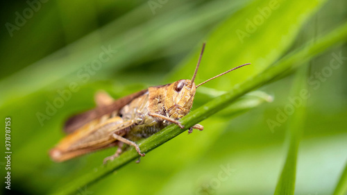 A Grasshopper clinging to a blade of grass