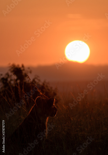 lion cub in sunrise in Masai mara Kenya