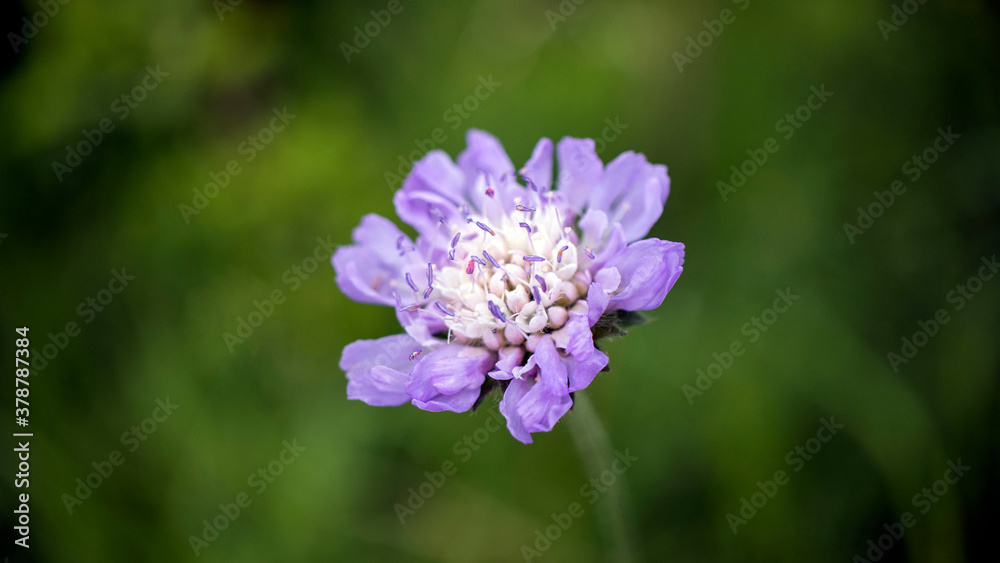 Field Scabious 'Knautia arvensis', in full bloom Field Scabious 'Knautia arvensis', in full bloom