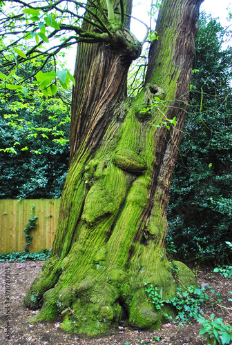 Big Oak Tree with face Greenwich Park