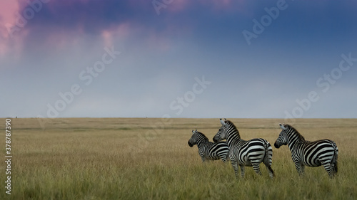 zebras in sunset in Masai mara Kenya