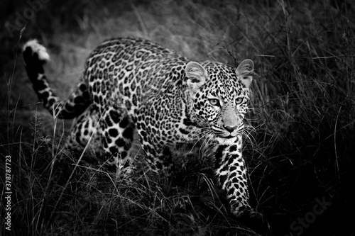 leopard cub in Masai mara Kenya