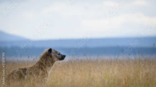 hyena in Masai mara Kenya