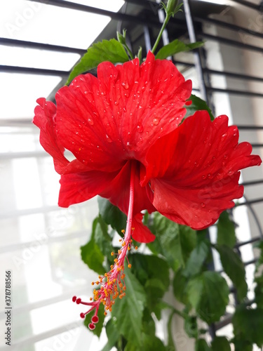 Hibiscus rosa-sinensis, known colloquially as Chinese hibiscus, China rose, Hawaiian hibiscus, rose mallow and shoeblackplant, is a species of tropical hibiscus, a flowering plant in the Hibisceae tri