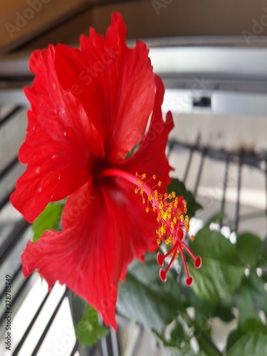Red color Hibiscus rosa-sinensis, China rose, Hawaiian hibiscus, rose mallow and shoeblackplant, is a species of tropical hibiscus.