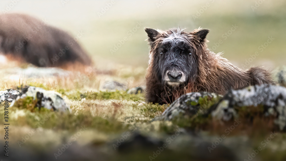 Foto musk ox calf