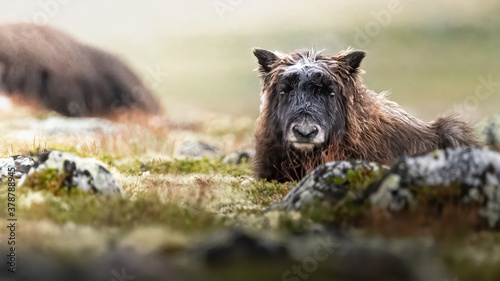Foto musk ox calf