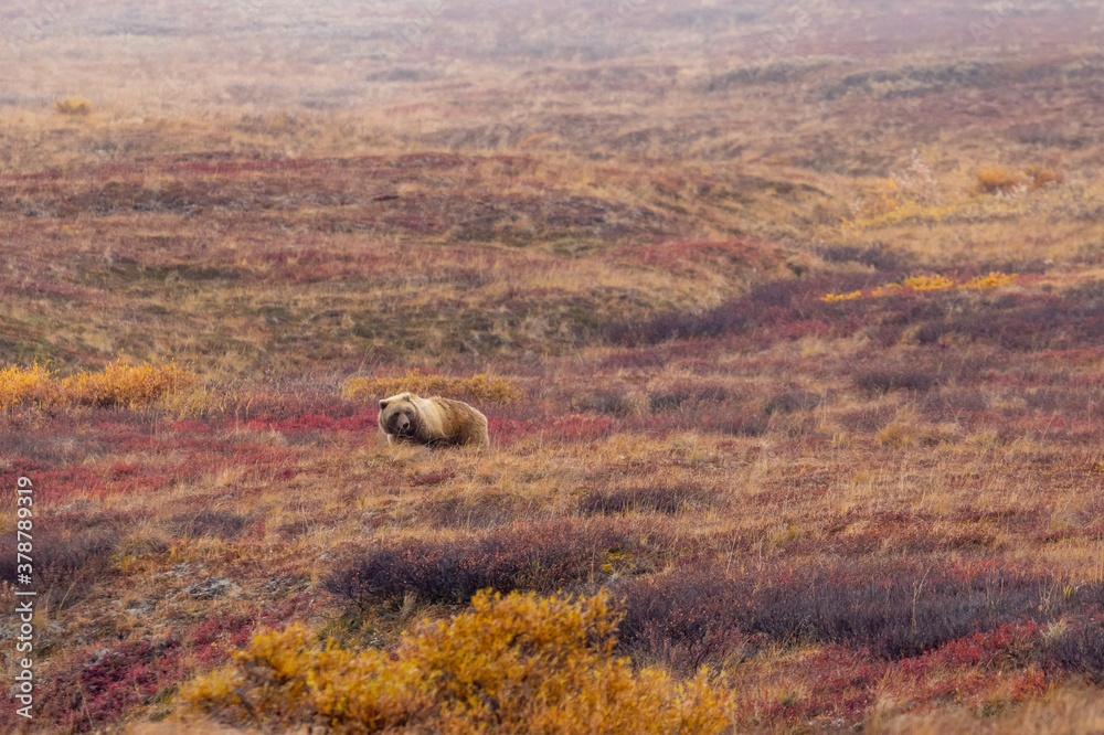 Obraz premium Grizzly Bear in Denali National Park Alaska in Autumn