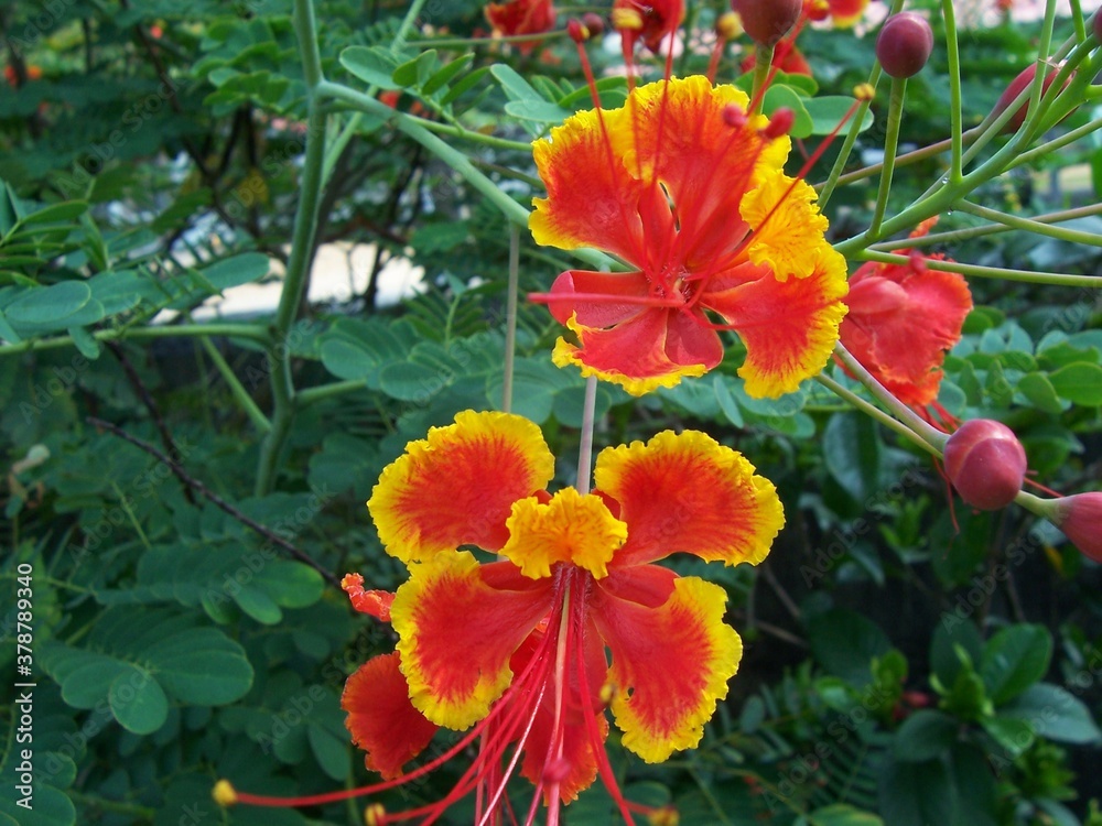 Beautiful view of the red and yellow flowers on the green trees Beautiful view of the red and yellow flowers on the green trees