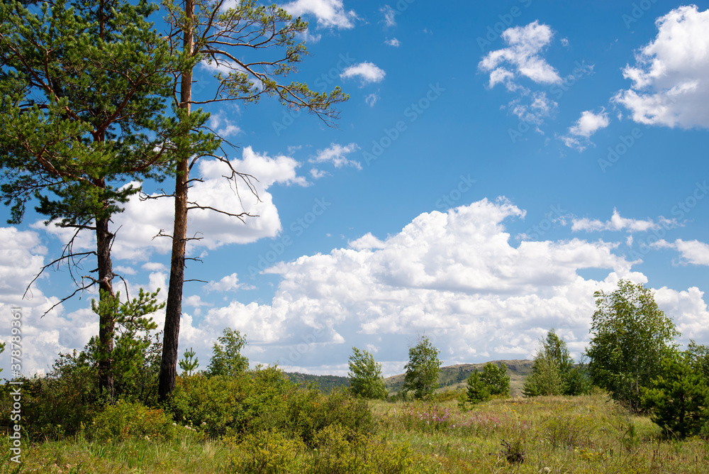 View of a green field against a blue sky with clouds. Two tall pines on the left. Free space on the right