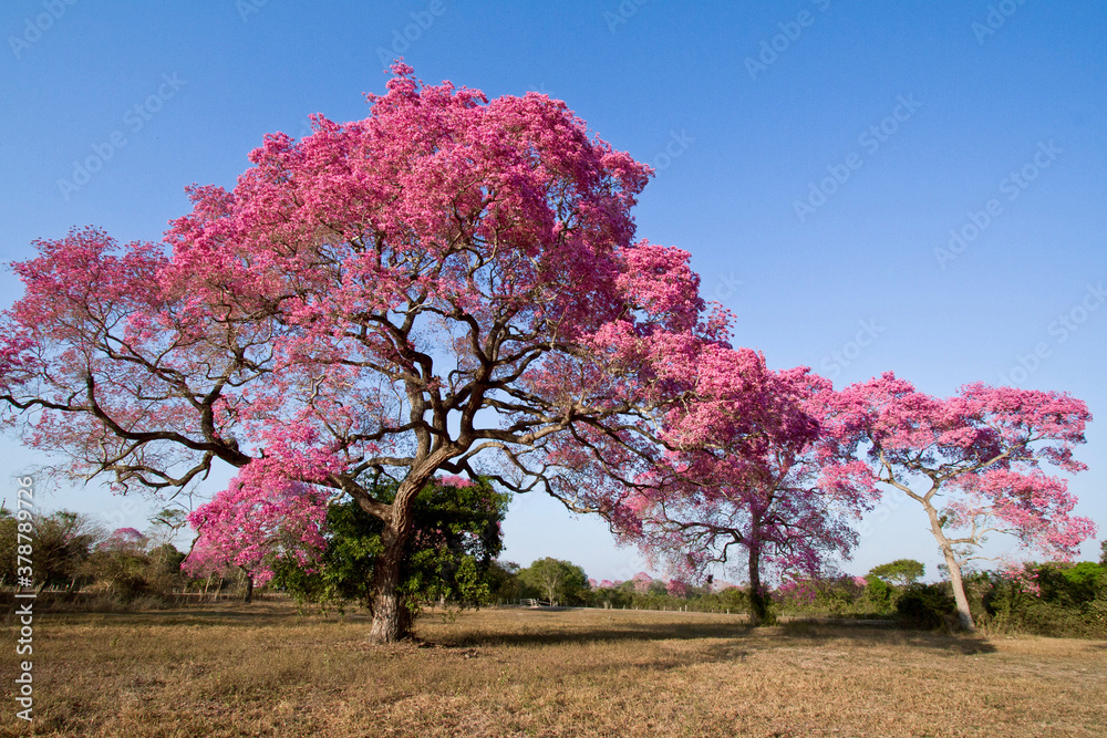 Piúva-do-pantanal, Ipê roxo, Ipê roxo de sete folhas, Ipê preto, Ipê rosa  na época de floração.
