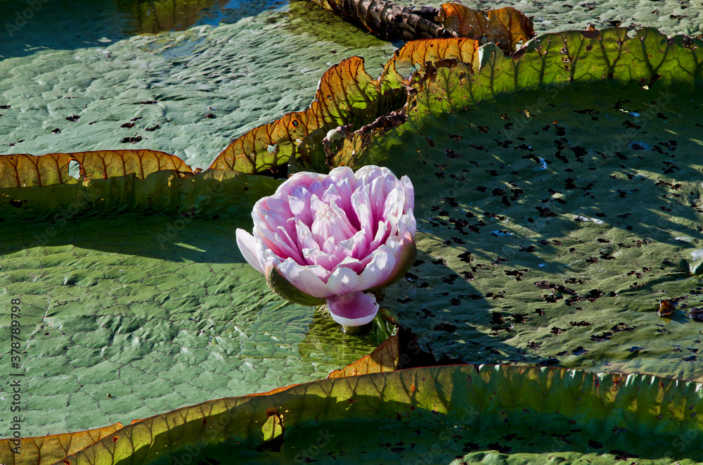Φωτογραφία Vitória-régia-do-pantanal , planta aquática que ocorre no Pantanal e que vive em colônias
