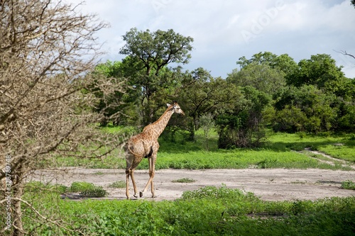 giraffe walking in the middle of an African Wildlife reserve © Belen B Massieu