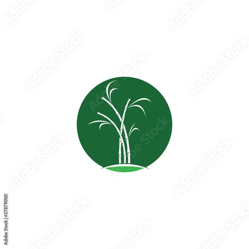 Sugar cane plant logo vector