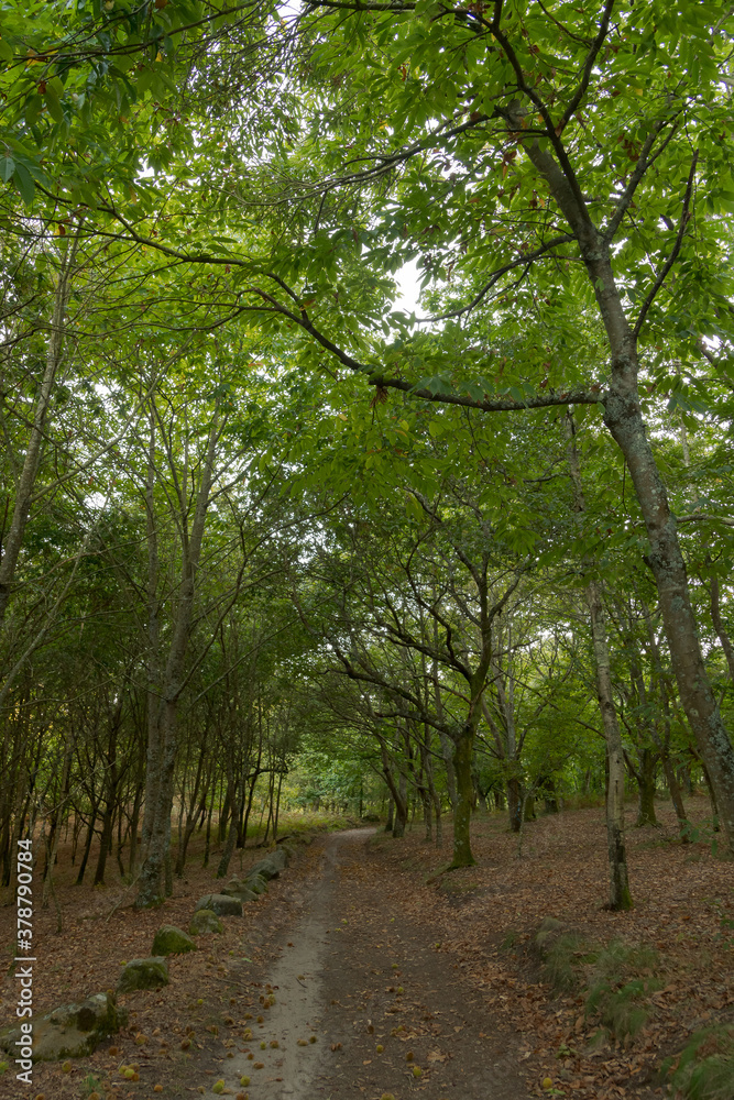 Fototapeta premium Atlantic Forest of northwestern Spain in autumn