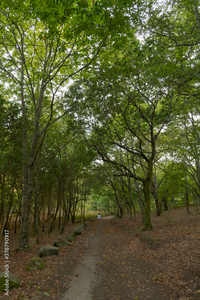 Fototapeta premium Atlantic Forest of northwestern Spain in autumn