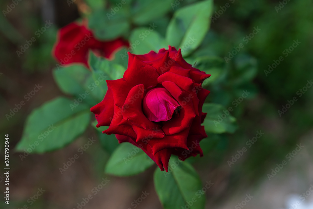 Red rose blooming in the garden. Red rose blooming in the garden.