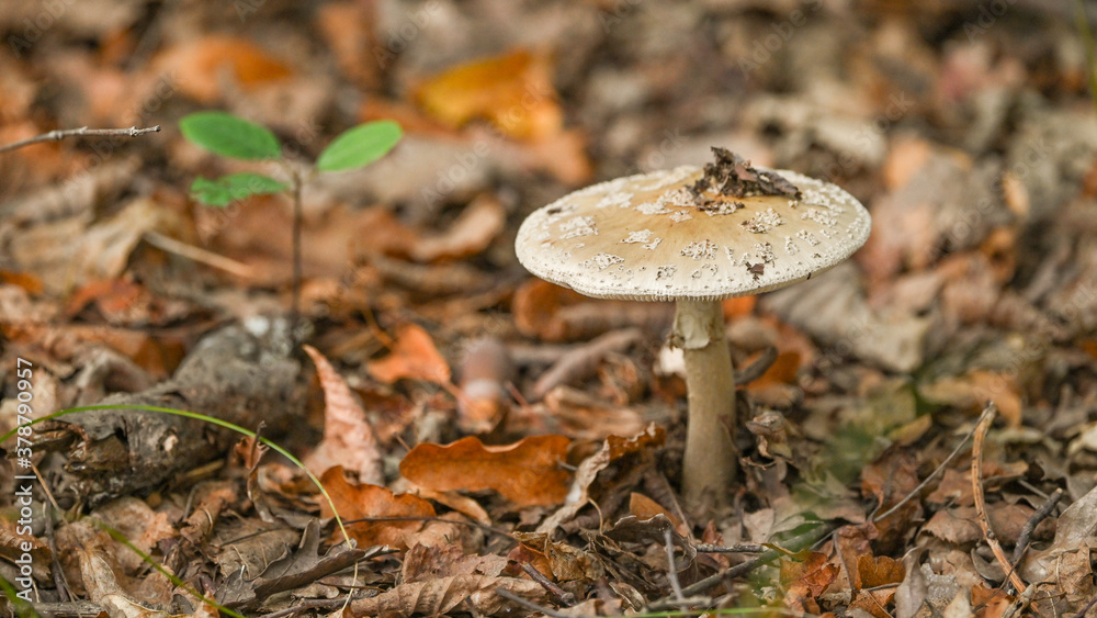 Funghi nel bosco in autunno, ripresi in primo piano, in settembre Funghi nel bosco in autunno, ripresi in primo piano, in settembre