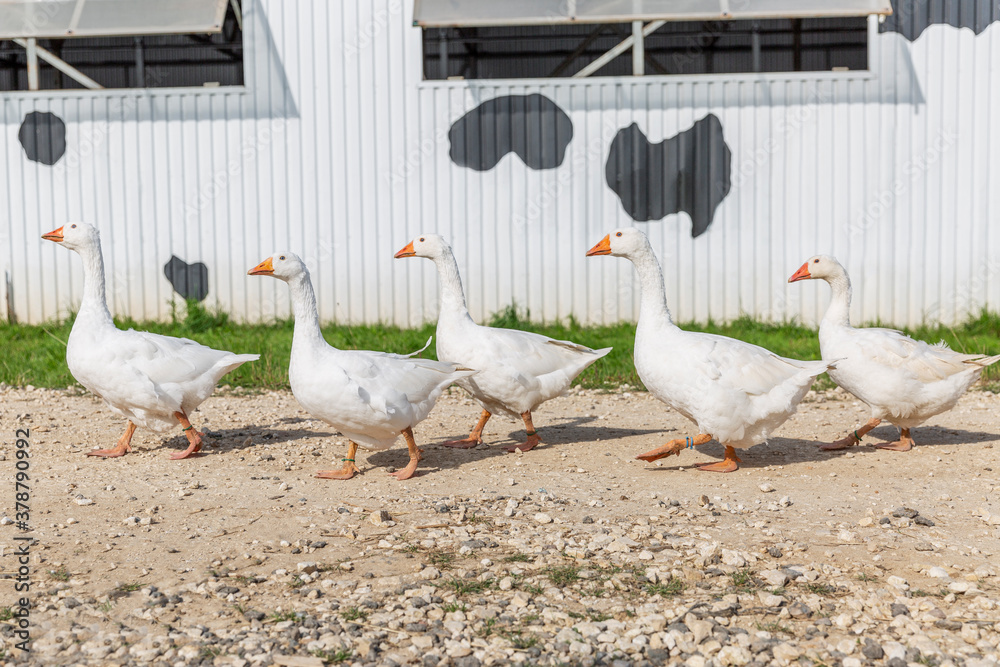 White geese are walking in a row along the village road. White geese are walking in a row along the village road.