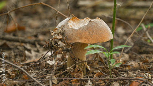 Photos Funghi nel bosco in autunno, ripresi in primo piano, in settembre