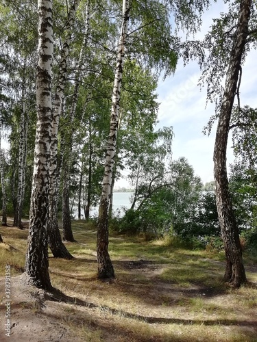 trees in the forest