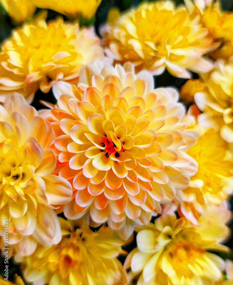 Fototapeta premium yellow chrysanthemum flowers