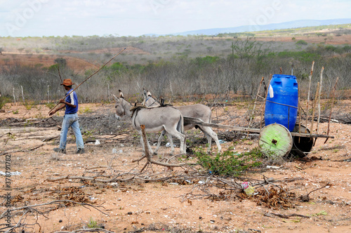 Jegues puxando carroça  com tonéis de água na caatinga     . photo