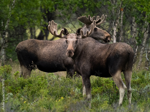 two moose standing close