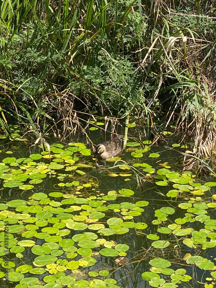 Naklejka premium Swimming duck pictures