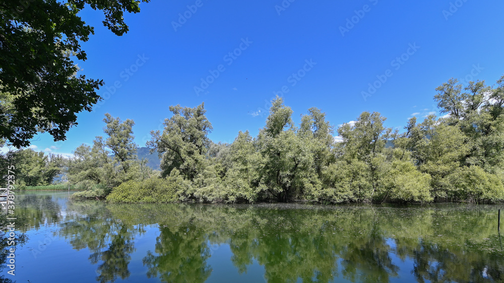 Panorama di un bel lago circondato da una grande palude con alberi verdi e cielo blu