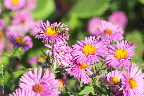 Little bee on autumn purple flowers. Floral blurred background. Summer  autumn  chrysanthemum concept