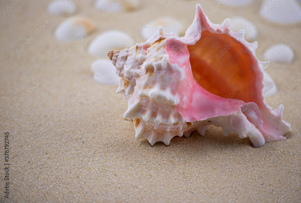 On the white sand lies a pink seashell of an unusual shape. Macro photography of a marine theme. The beach is somewhere near the sea or ocean. Sunny day. Vacation or weekend. On the white sand lies a pink seashell of an unusual shape. Macro photography of a marine theme. The beach is somewhere near the sea or ocean. Sunny day. Vacation or weekend.