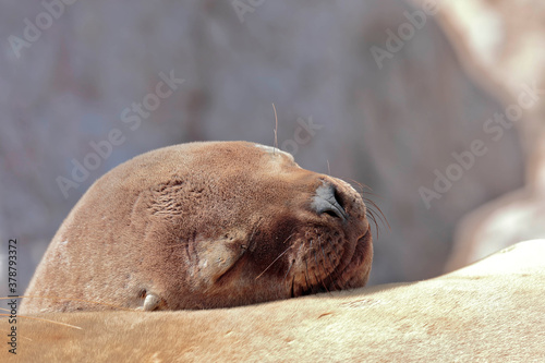 South American sea lion (Otaria flavescens), beautiful sea lion resting on the rocks during a sunny day in the Ballestas Islands in Paracas. Ica-Peru