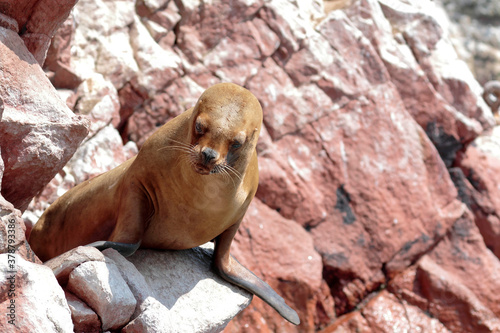 South American sea lion (Otaria flavescens), beautiful sea lion resting on the rocks during a sunny day in the Ballestas Islands in Paracas. Ica-Peru photo
