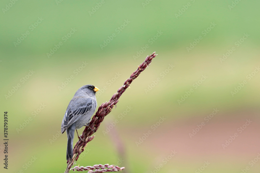 BAND-TAILED SEEDEATER (Catamenia analis), beautiful seedling specimen perched on a corn plant. Huancayo-Peru