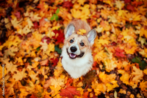 autumn portrait top view of a smiling Corgi dog puppy in Golden and red maple leaves in the Park