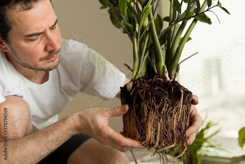 A man in the midst of a mindful act of plant care, as he delicately repots his indoor green companions photo