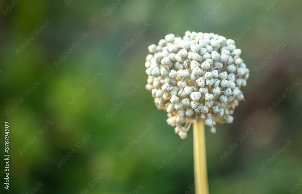 White flowers on onions in the vegetable garden. White flowers on onions in the vegetable garden.