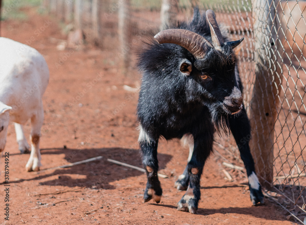 imposing male black and white goat close up imposing male black and white goat close up