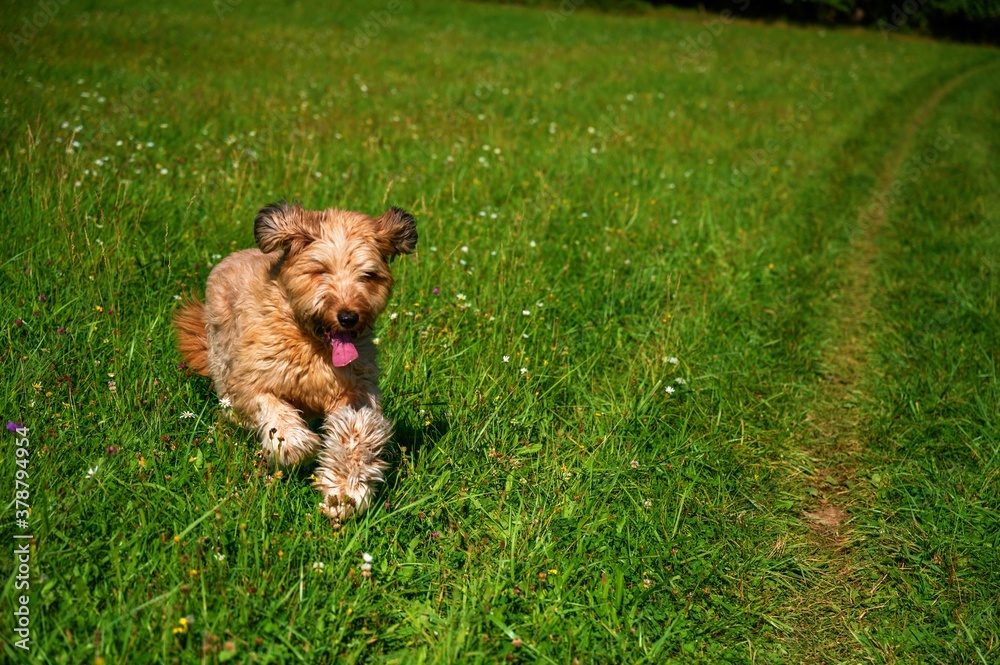 Portrait of running briard dog on meadow. Portrait of running briard dog on meadow.