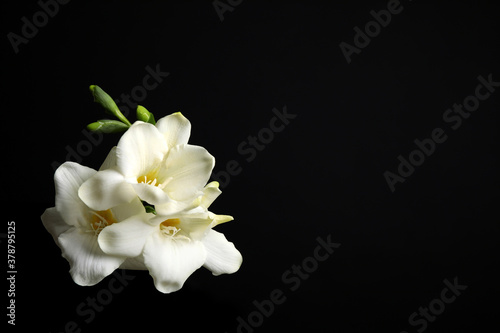Beautiful white freesia flowers on black background. Space for text © New Africa