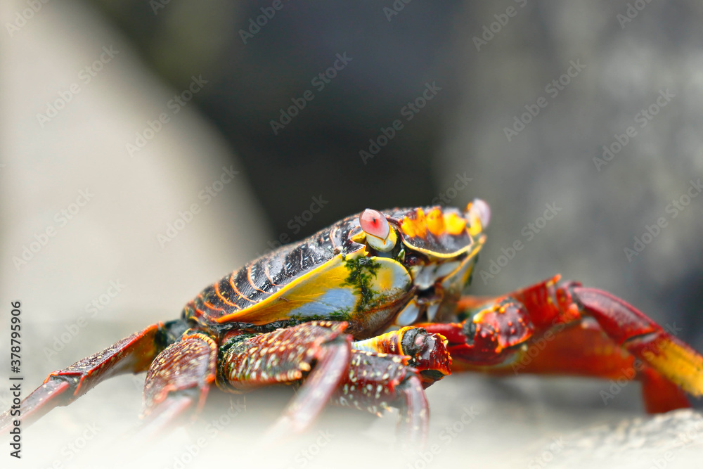 Sally Lightfoot Crab or Rock Crab (Grapsus grapsus) searching for food among the rocks where the waves hit. Sally Lightfoot Crab or Rock Crab (Grapsus grapsus) searching for food among the rocks where the waves hit.