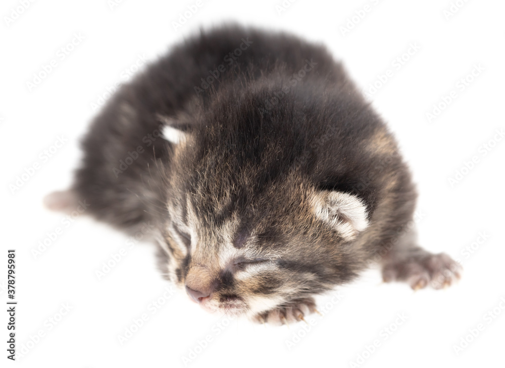 Newborn kitten isolated on a white background. Newborn kitten isolated on a white background.
