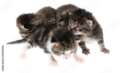 Four newborn kittens isolated on a white background. © schankz