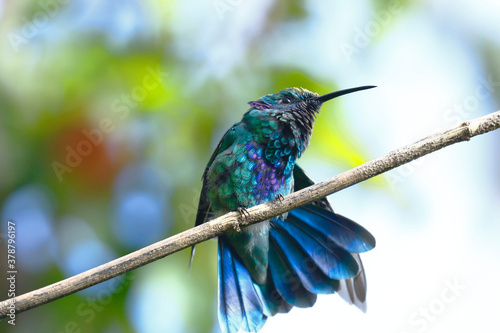 Sparkling violetear (Colibri coruscans) perched on a garden branch stretching its plumage. photo