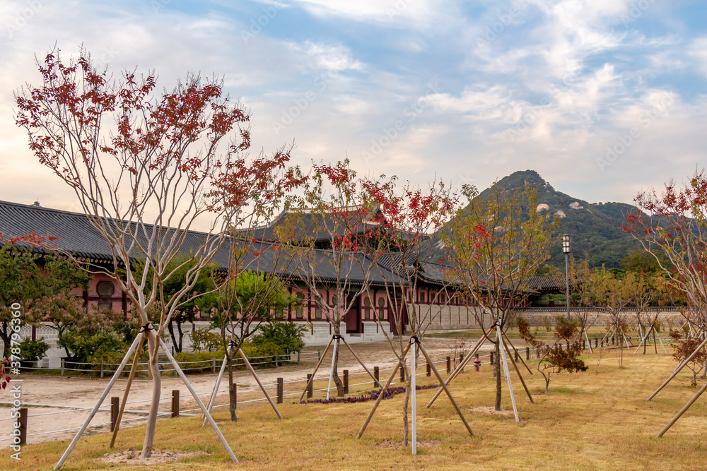 Trees in autumn colours in the grounds of Gyeongbokgung Palace Trees in autumn colours in the grounds of Gyeongbokgung Palace